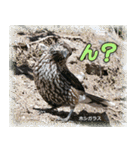 野鳥の写真スタンプ（個別スタンプ：18）