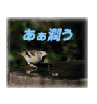 野鳥の写真スタンプ（個別スタンプ：20）