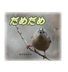 野鳥の写真スタンプ（個別スタンプ：22）