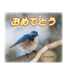 野鳥の写真スタンプ（個別スタンプ：23）