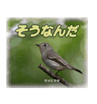 野鳥の写真スタンプ（個別スタンプ：24）