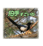 野鳥の写真スタンプ（個別スタンプ：25）