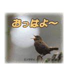 野鳥の写真スタンプ（個別スタンプ：26）