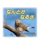 野鳥の写真スタンプ（個別スタンプ：27）