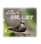 野鳥の写真スタンプ（個別スタンプ：28）