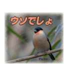 野鳥の写真スタンプ（個別スタンプ：29）