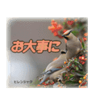 野鳥の写真スタンプ（個別スタンプ：30）