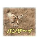野鳥の写真スタンプ（個別スタンプ：31）
