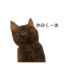 大阪の黒猫ちゃん（個別スタンプ：1）