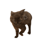 大阪の黒猫ちゃん（個別スタンプ：4）