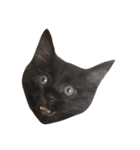 大阪の黒猫ちゃん（個別スタンプ：5）