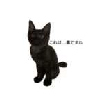 大阪の黒猫ちゃん（個別スタンプ：6）