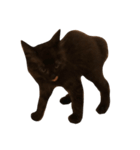 大阪の黒猫ちゃん（個別スタンプ：7）