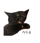 大阪の黒猫ちゃん（個別スタンプ：9）