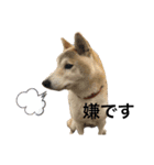 柴犬みつ-Shibainu Mitsu-（個別スタンプ：6）
