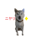 柴犬みつ-Shibainu Mitsu-（個別スタンプ：7）