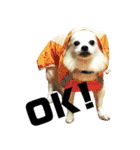DORY IS CHIHUAHUA（個別スタンプ：1）