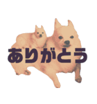 DORY IS CHIHUAHUA（個別スタンプ：2）