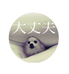 DORY IS CHIHUAHUA（個別スタンプ：4）