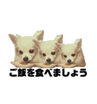 DORY IS CHIHUAHUA（個別スタンプ：5）