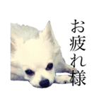 DORY IS CHIHUAHUA（個別スタンプ：9）