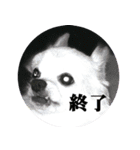 DORY IS CHIHUAHUA（個別スタンプ：20）
