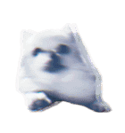 DORY IS CHIHUAHUA（個別スタンプ：24）