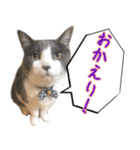 ねこたちの日常 ハチワレ＆茶トラ（個別スタンプ：1）