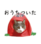 ねこたちの日常 ハチワレ＆茶トラ（個別スタンプ：2）