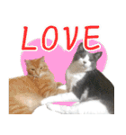 ねこたちの日常 ハチワレ＆茶トラ（個別スタンプ：3）
