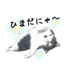 ねこたちの日常 ハチワレ＆茶トラ（個別スタンプ：4）