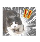 ねこたちの日常 ハチワレ＆茶トラ（個別スタンプ：5）