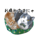 ねこたちの日常 ハチワレ＆茶トラ（個別スタンプ：7）