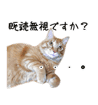 ねこたちの日常 ハチワレ＆茶トラ（個別スタンプ：8）