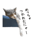ねこたちの日常 ハチワレ＆茶トラ（個別スタンプ：10）