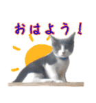 ねこたちの日常 ハチワレ＆茶トラ（個別スタンプ：11）