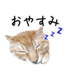 ねこたちの日常 ハチワレ＆茶トラ（個別スタンプ：12）