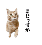 ねこたちの日常 ハチワレ＆茶トラ（個別スタンプ：13）