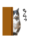ねこたちの日常 ハチワレ＆茶トラ（個別スタンプ：14）