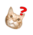 ねこたちの日常 ハチワレ＆茶トラ（個別スタンプ：16）