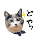 ねこたちの日常 ハチワレ＆茶トラ（個別スタンプ：20）