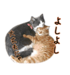 ねこたちの日常 ハチワレ＆茶トラ（個別スタンプ：25）