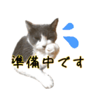 ねこたちの日常 ハチワレ＆茶トラ（個別スタンプ：27）