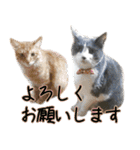 ねこたちの日常 ハチワレ＆茶トラ（個別スタンプ：28）