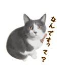 ねこたちの日常 ハチワレ＆茶トラ（個別スタンプ：29）