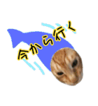 ねこたちの日常 ハチワレ＆茶トラ（個別スタンプ：30）