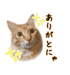 ねこたちの日常 ハチワレ＆茶トラ（個別スタンプ：32）
