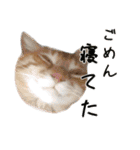 ねこたちの日常 ハチワレ＆茶トラ（個別スタンプ：34）