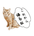 ねこたちの日常 ハチワレ＆茶トラ（個別スタンプ：35）