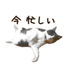 ねこたちの日常 ハチワレ＆茶トラ（個別スタンプ：36）